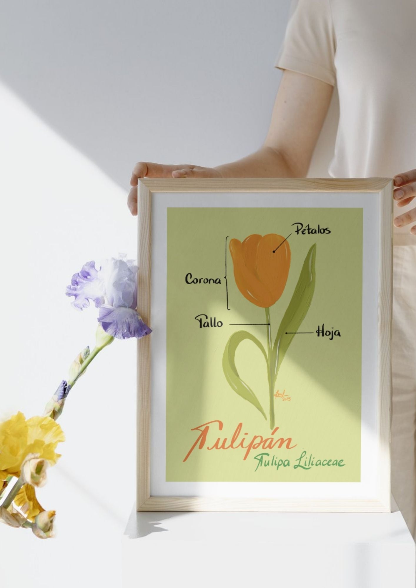 Art Print Tulipán – Colección Jardín Botánico - by ProfeSolmar