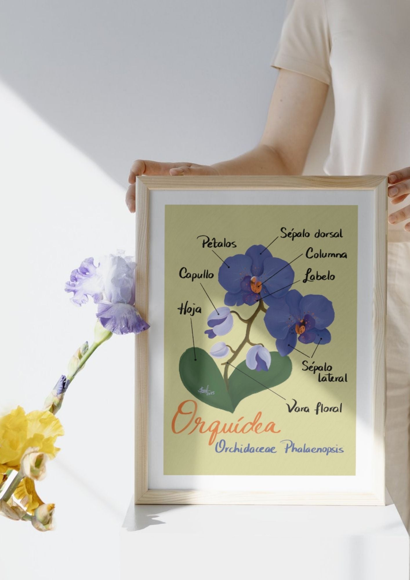 Art Print Orquídea Phalaenopsis – Colección Jardín Botánico - by ProfeSolmar